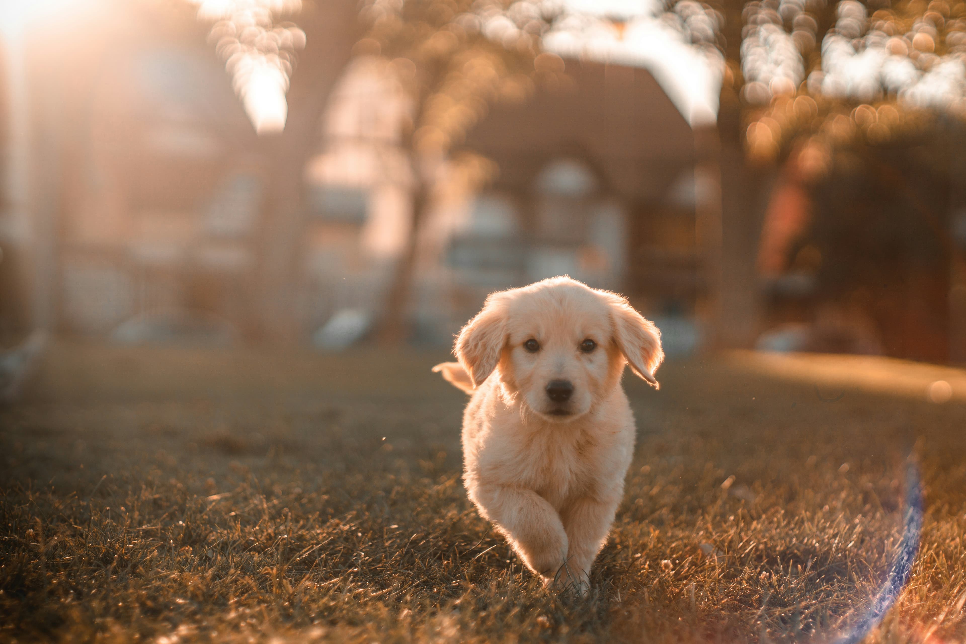 Veterinary Care