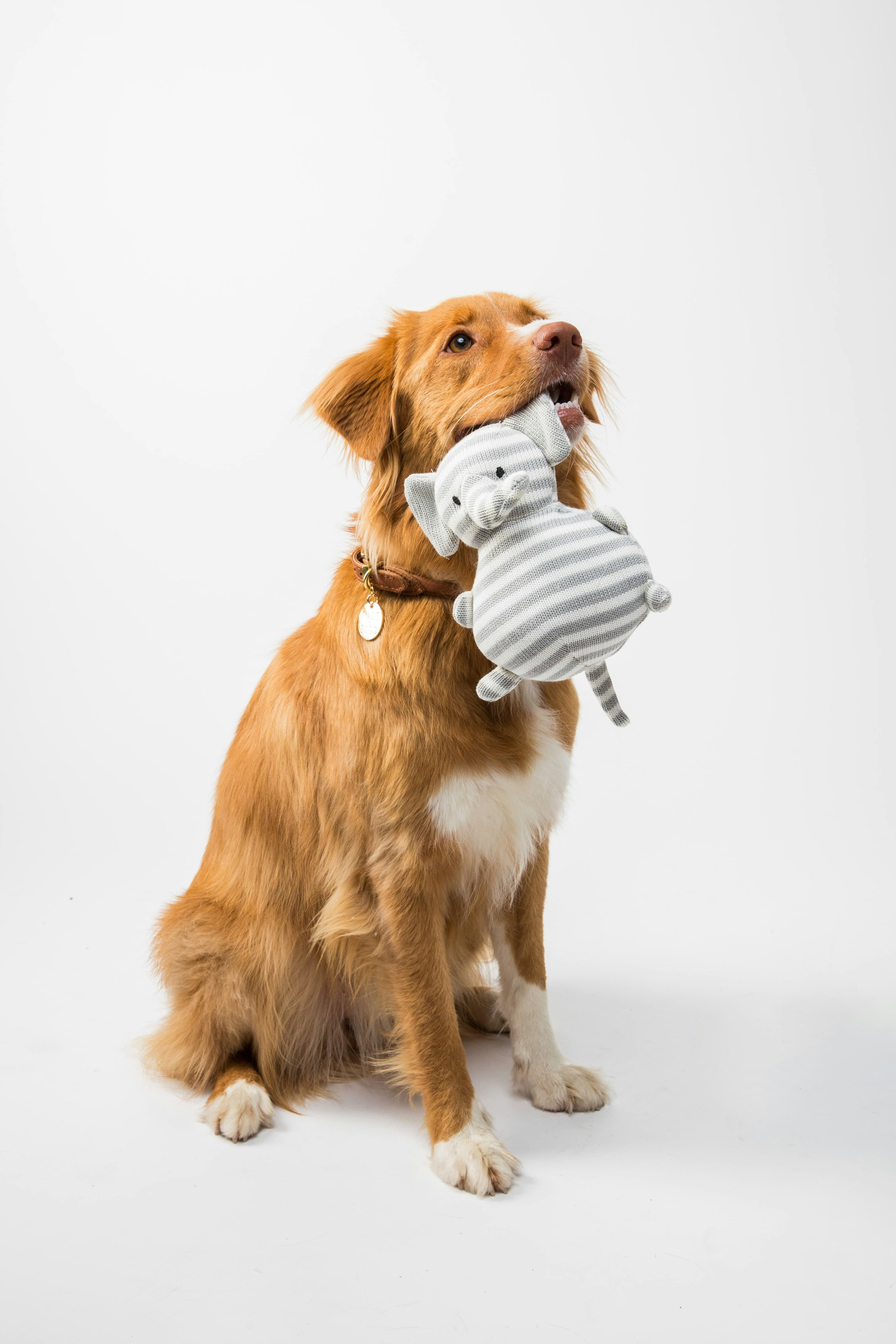 Grooming Services